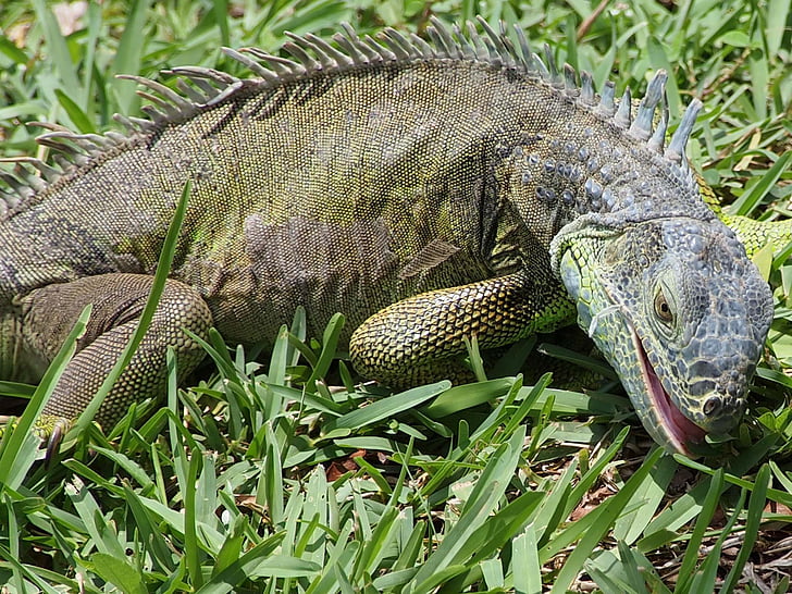 Iguana, øgle, Reptile, fôring, Wild, drage, virveldyr
