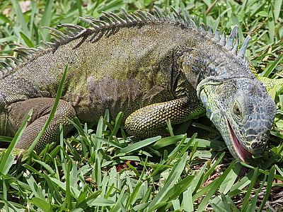 Iguana verda, llangardaix, rèptil, l'alimentació, salvatge, drac, vertebrat