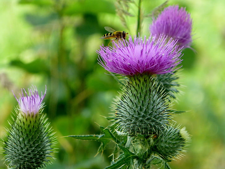flower, thistle, bee, insect, wild flower, prickly, blossom