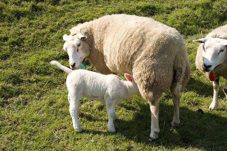 Primavera, cordeiros, ovelhas, jovem, animal, pasto, vida ao ar livre