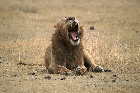 lion, yawning, wild animal, big cat, male, wildlife, africa