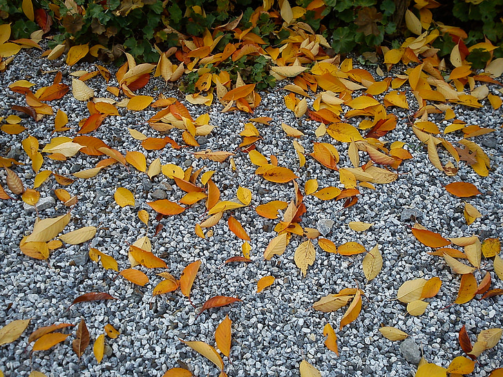 foglie, ghiaia, autunno, secco, d'oro, Steinchen, fogli di caduta