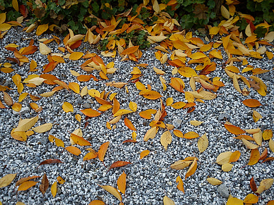 daun, kerikil, musim gugur, kering, emas, steinchen, daun musim gugur