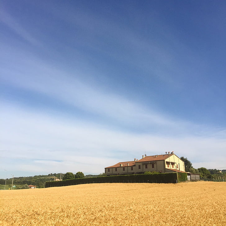 къща, лято, пшеница