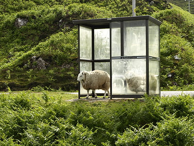 sheep, bus stop, stop, after the rain, sun, shelter, green