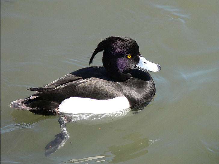 Tufted duck, înot, apa, pasăre, faunei sălbatice, natura, Lacul