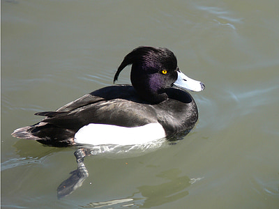 tufted duck, swimming, water, bird, wildlife, nature, lake