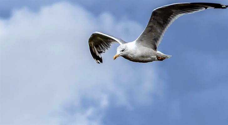 seagull, flight, bird, sky, in flight, wing, water bird