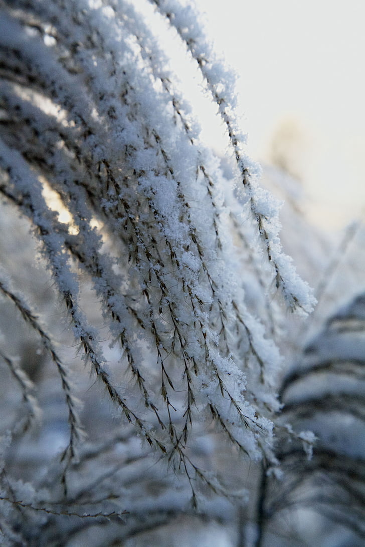 frost, winter, white
