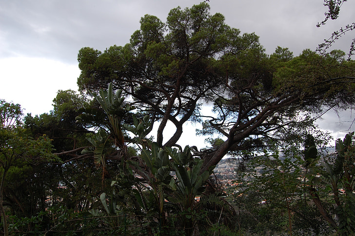 Madera, Funchal, ogród botaniczny