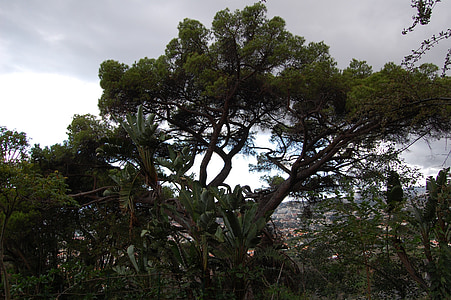 Madère, Funchal, jardin botanique