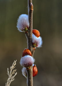 pussy willow, pasture, bush, bud, blossom, bloom, branch