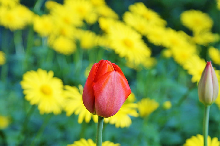 Tulipán, květ, červená, jaro, květiny, jarní květiny, žluté květy