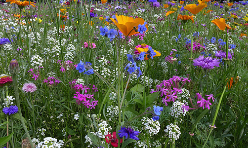 flower meadow, farbenpracht, flowers, yellow, blue, violet, summer