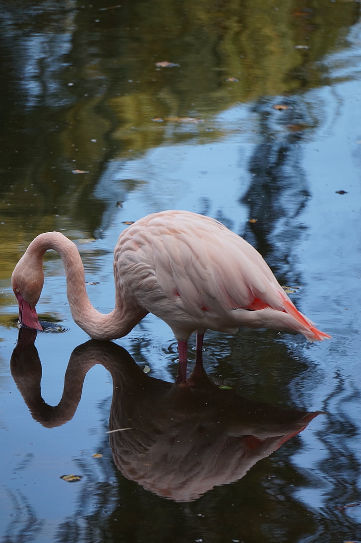 flamingo, pink, bird, pink flamingo, reflection, water, animals in the wild