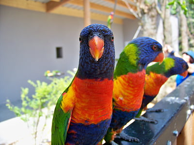 birds, lori, animal, lori red, beak, colors, rainbow lorikeet