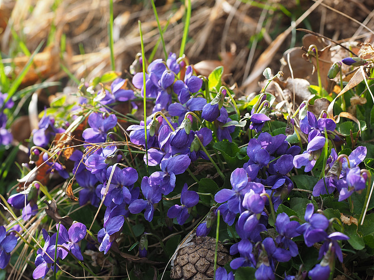scented violets, violet, flower, blossom, bloom, viola odorata, march violets