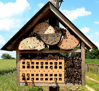 bees, wild bees, bee house, protection of species, nest, protection, professionally