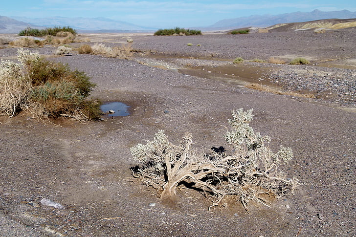 Death valley, California, USA, etter regn, turistattraksjon, landskapet, natur