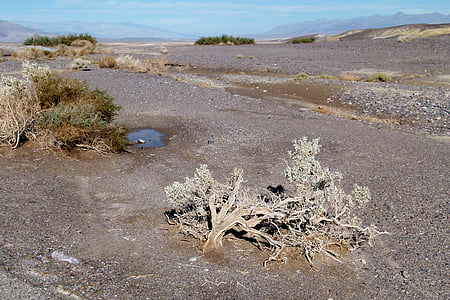 Údolie smrti, Kalifornia, USA, po daždi, turistickou atrakciou, Príroda, scenérie