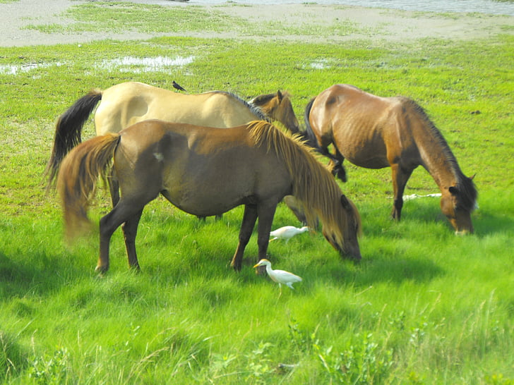 cavalos selvagens, Assateague island, praia, aves, vida selvagem, pastoreio, natureza