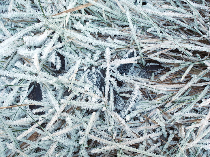 nature, grass, ice, frozen, rime, crystals, icing