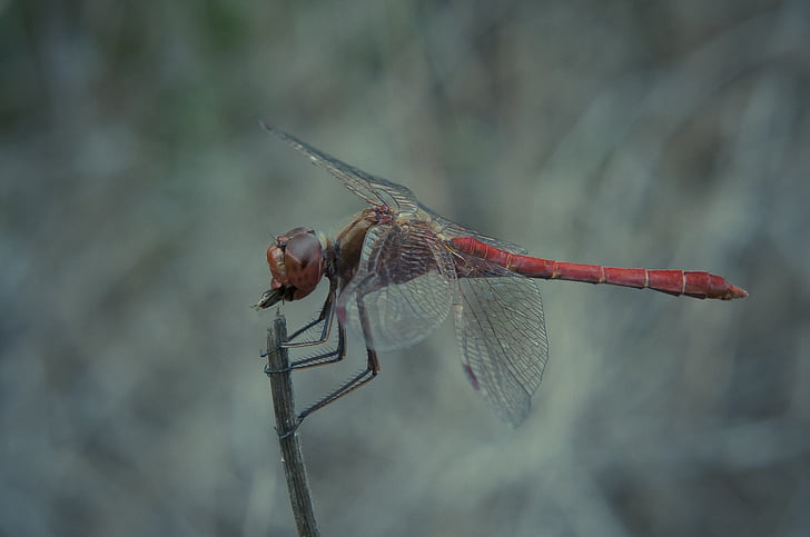 Dragonfly, süüa, lennata, Sulgege, loodus, putukate, saagiks