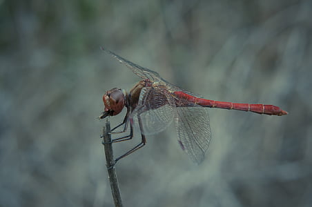 Dragonfly, jesti, letenje, blizu, narave, insektov, plen