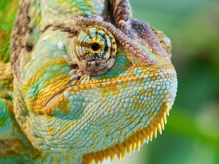 chameleon, colour, colour change, green, yellow, colorful, nature