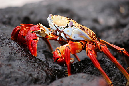crab, galapagos, nature, island, animal, wildlife, crustacean