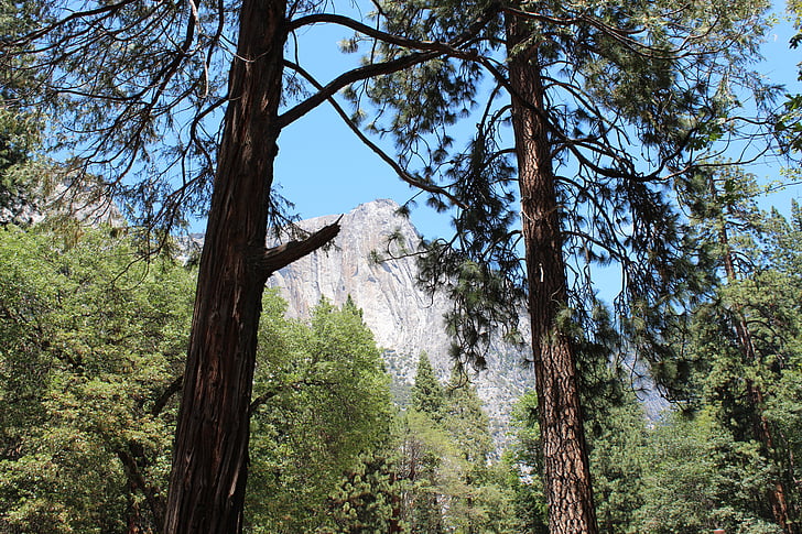 Yosemite park, Yosemite, Yosemite nasjonalpark, oss, San francisco, skog, fjell