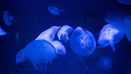 blue, fish, jellyfish, nature, underwater, swimming, sea life