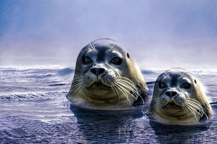 seal, grey, animal, north sea, wild animal, threatened, view