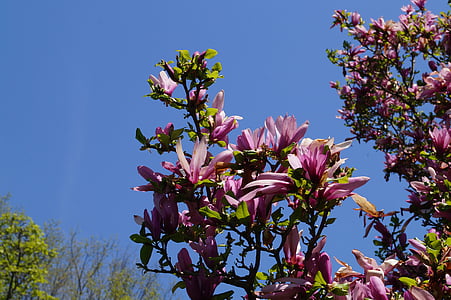 flower, blossoms, flowers, purple blossom, perennial, tree, spring
