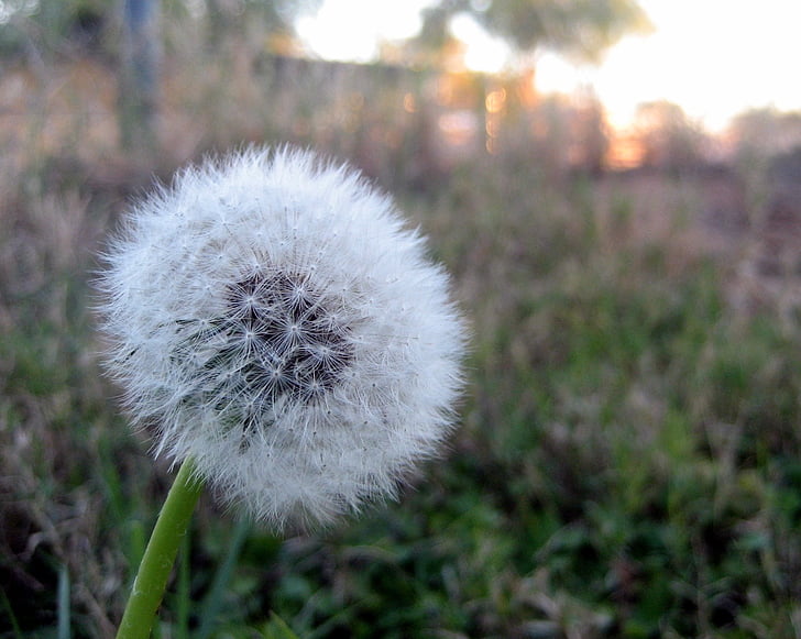 dandelion, breeze, wind, flower, yard, green