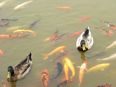 kačice, Koi, Zlatá rybka, vody, Ázia, rybník, Čína