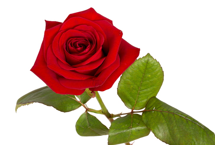 Rose, rouge, rose rouge, fleur, macro, Bloom, Rose - fleur