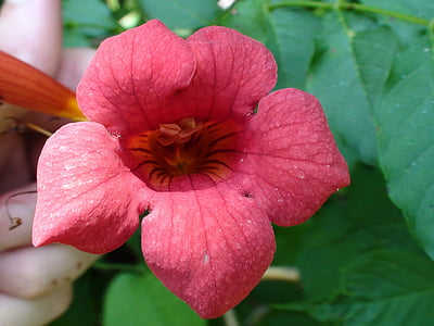 kopējo missouri flower, rozā ziedu, augu, dārza, rozā ziedi, daba, rozā