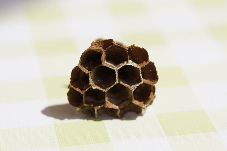 la ruche, peignes, vide, hexagone, hexagonal