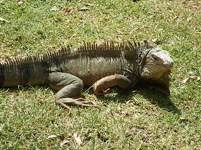 reptile, iguana, lizard, nature, animal, green, fauna
