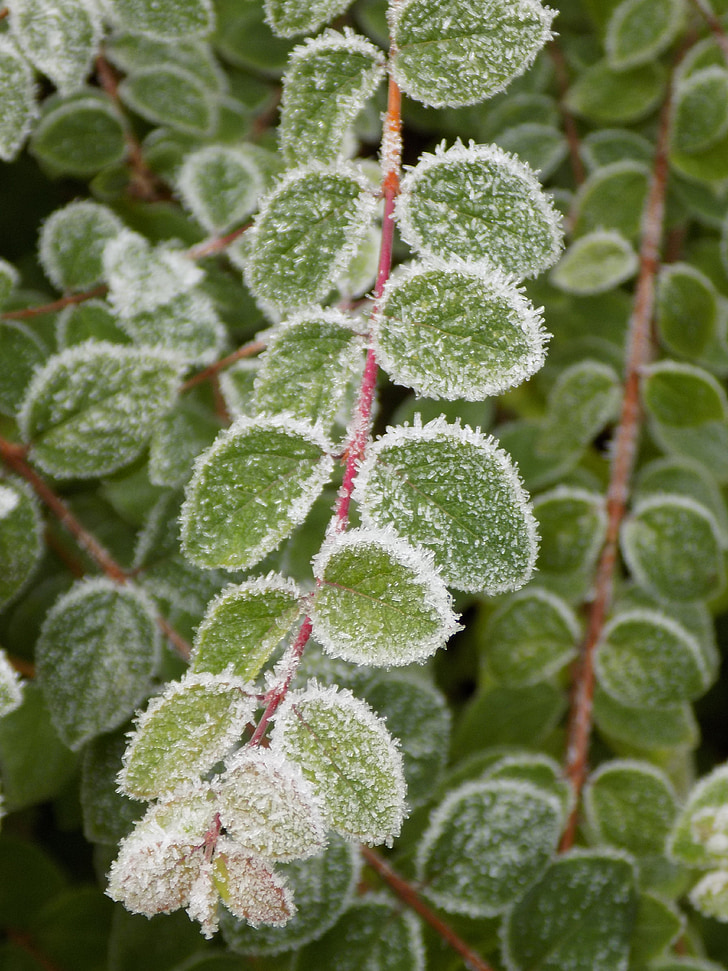 medlar, green leaves, frost