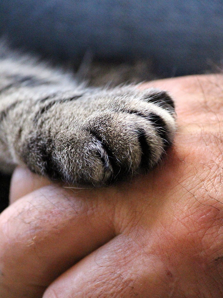 kattens labben, hånd, katten, menneskelige, tillit, hånd gir, Lukk