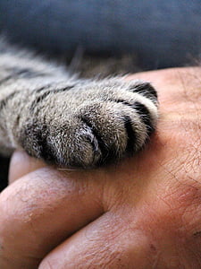 고양이 발, 손, 고양이, 인간의, 신뢰, 주는 손, 닫기