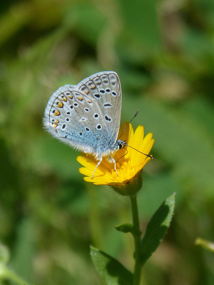 Polyommatus icarus, papillon bleu, blaueta, papillon, en détail, beauté, pissenlit