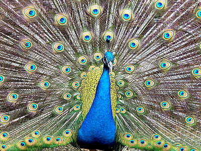 paon, nature, bleu, vert, oiseau, plume, animal