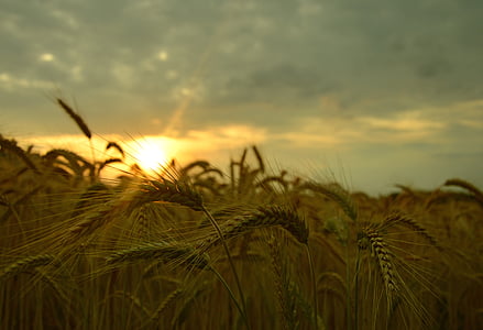 barley, the sun, clouds