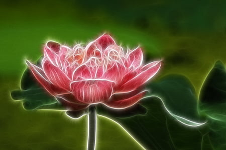 lotus, painting, line