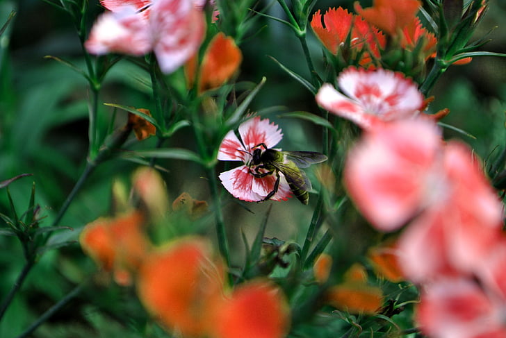 včela, Bloom, květ, květinové, květiny, zahrada, okvětní lístky