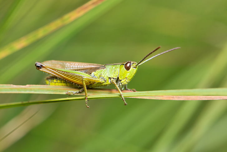 grasshopper, meadow, common, macro, chorthippus parallelus, europe, insect