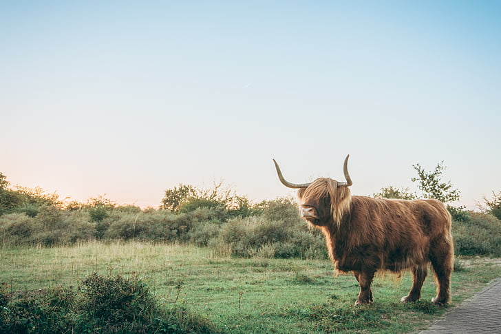 photo, brown, yak, green, grasses, horn, animal